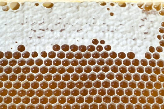 Honigwaben, waben, Bienenwachs, wachs, Bienenstock