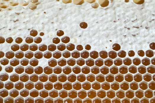 Honigwaben, waben, Bienenwachs, wachs, Bienenstock