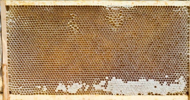 Honigwaben, waben, Bienenwachs, wachs, Bienenstock
