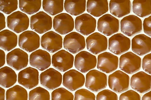 Honigwaben, waben, Bienenwachs, wachs, Bienenstock