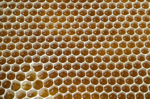 Honigwaben, waben, Bienenwachs, wachs, Bienenstock