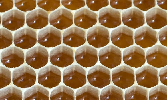 Honigwaben, waben, Bienenwachs, wachs, Bienenstock