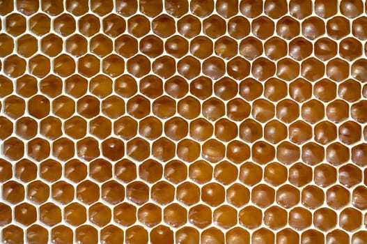 Honigwaben, waben, Bienenwachs, wachs, Bienenstock