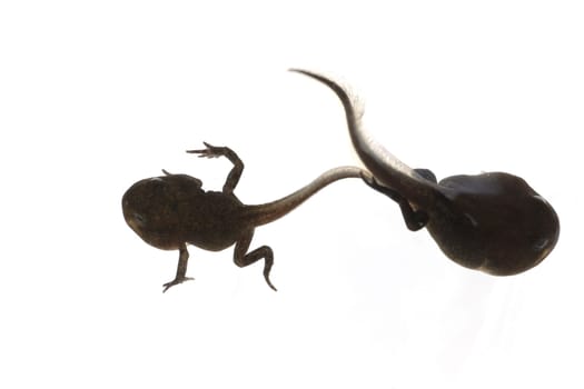 Jungfrosch, Junge, Kroete, Bufo, bufo, Erdkroete
