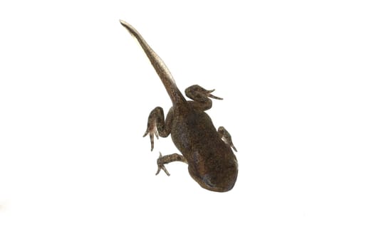 Jungfrosch, Junge, Kroete, Bufo, bufo, Erdkroete, 12, Wochen