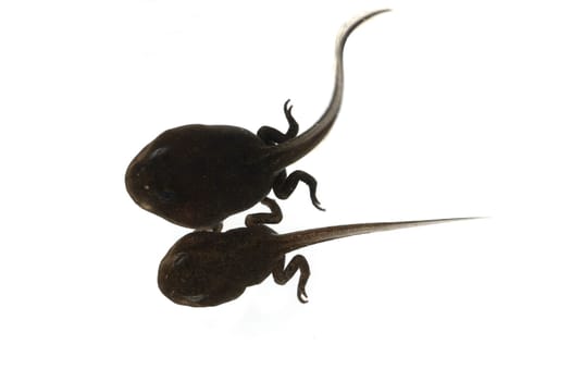 Jungfrosch, Junge, Kroete, Bufo, bufo, Erdkroete, 12, Wochen