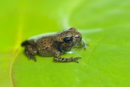 Jungfrosch, Junge, Kroete, Bufo, bufo, Erdkroete