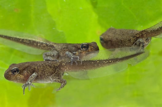 Jungfrosch, Junge, Kroete, Bufo, bufo, Erdkroete