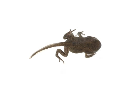Jungfrosch, Junge, Kroete, Bufo, bufo, Erdkroete, 12, Wochen