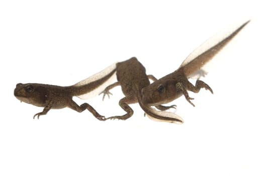 Jungfrosch, Junge, Kroete, Bufo, bufo, Erdkroete