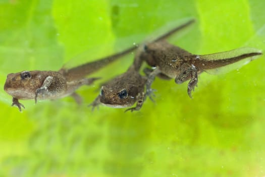 Jungfrosch, Junge, Kroete, Bufo, bufo, Erdkroete