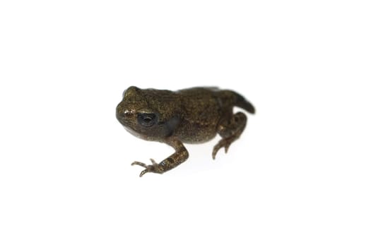 Jungfrosch, Junge, Kroete, Bufo, bufo, Erdkroete