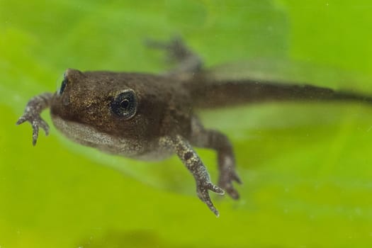 Jungfrosch, Junge, Kroete, Bufo, bufo, Erdkroete