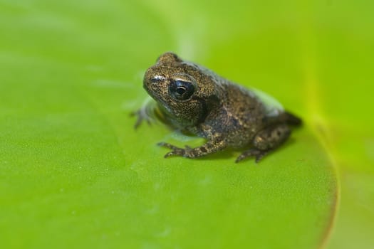 Jungfrosch, Junge, Kroete, Bufo, bufo, Erdkroete