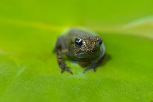 Jungfrosch, Junge, Kroete, Bufo, bufo, Erdkroete