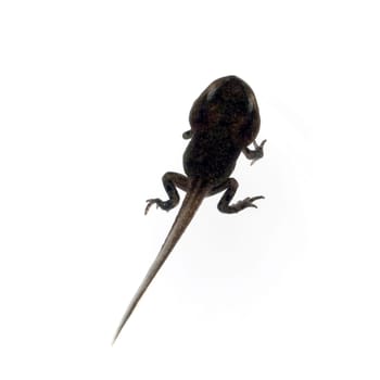 Jungfrosch, Junge, Kroete, Bufo, bufo, Erdkroete