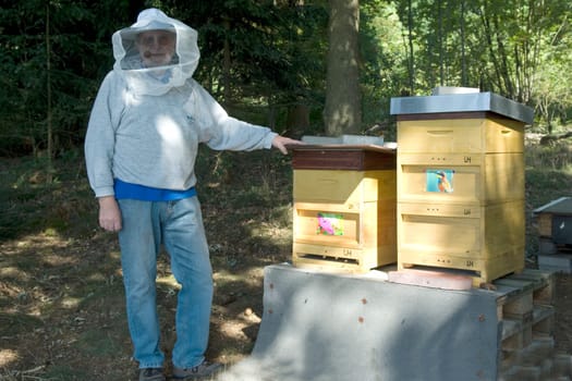 Honigbienen, Biene  Apis  mellifera