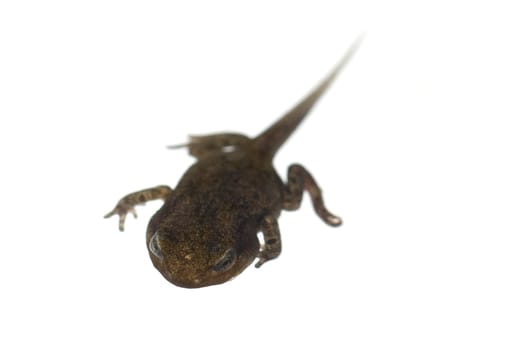 Jungfrosch, Junge, Kroete, Bufo, bufo, Erdkroete