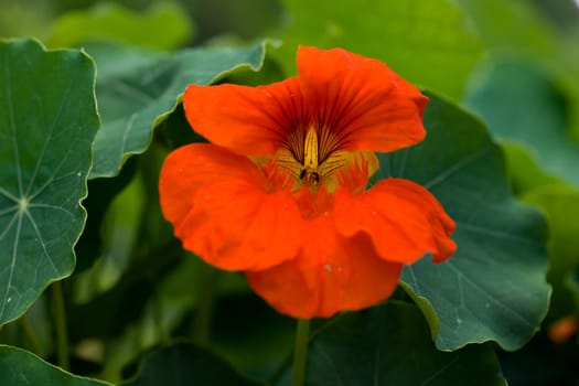 Kapuzinerkresse  Tropaeolum, majus  Rankpflanze