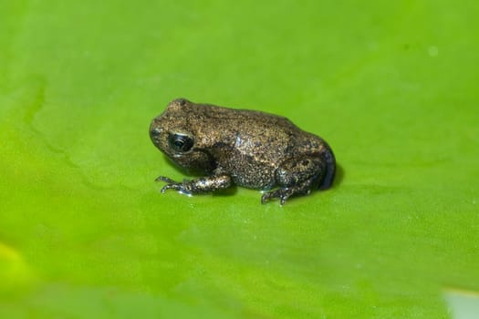 Jungfrosch, Junge, Kroete, Bufo, bufo, Erdkroete