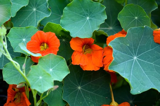 Kapuzinerkresse  Tropaeolum, majus  Rankpflanze