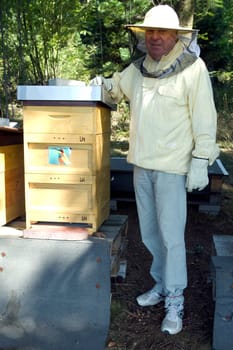 Honigbienen, Biene  Apis  mellifera