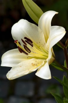 Madonnen-Lilie, Lilium, candidum