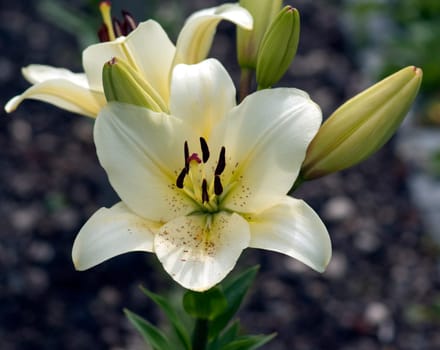 Madonnen-Lilie, Lilium, candidum
