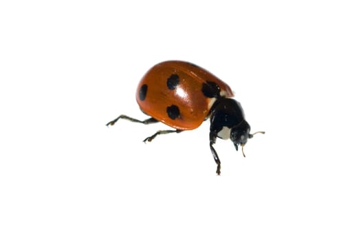 Marienkaefer  Coccinella  semptempunctata  7-Punkt  insekt