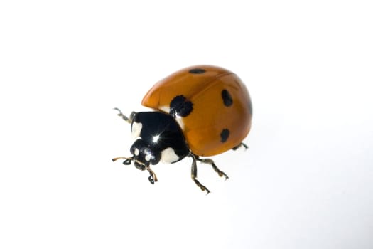 Marienkaefer  Coccinella  semptempunctata  7-Punkt  insekt