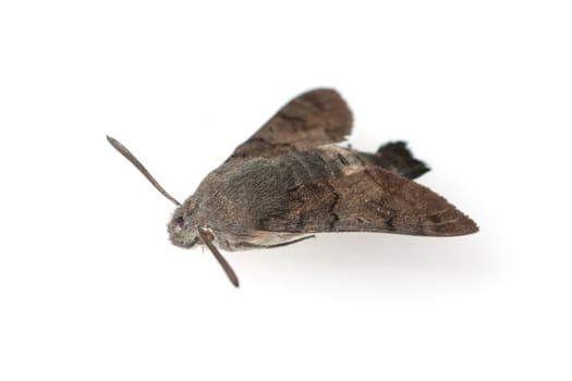 Taubenschwaenzchen  Macroglossum  stellatarum  Schmetterling
