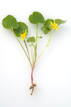 Scharbockskraut, Ranunculus, ficaria, heilpflanze