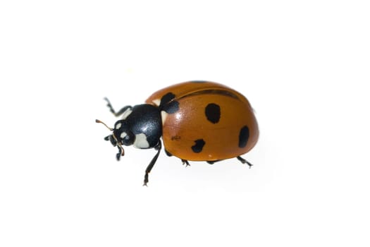 Marienkaefer  Coccinella  semptempunctata  7-Punkt  insekt