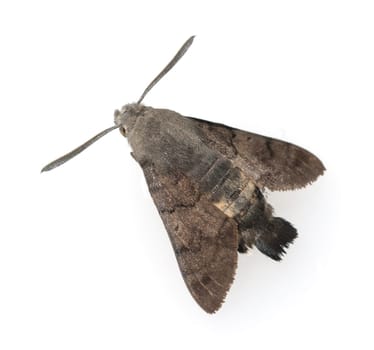 Taubenschwaenzchen  Macroglossum  stellatarum  Schmetterling