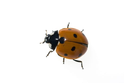 Marienkaefer  Coccinella  semptempunctata  7-Punkt  insekt