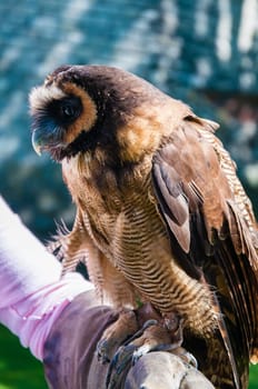 Close up portrait of brown wood Owl against green background