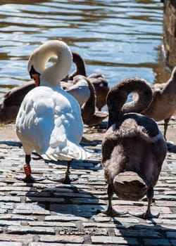 Beautiful swan familiy with nestlings in lake