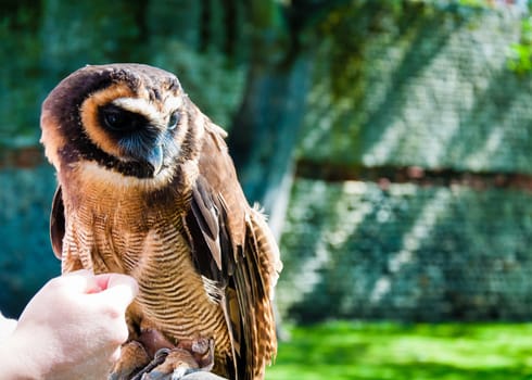Close up portrait of brown wood Owl against green background