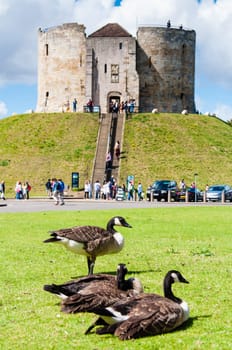 York, United Kingdom - August 9, 2014