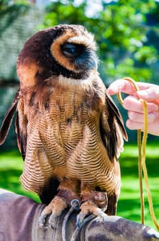 Close up portrait of brown wood Owl against green background