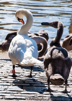 Beautiful swan familiy with nestlings in lake