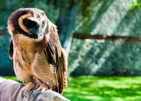 Close up portrait of brown wood Owl against green background