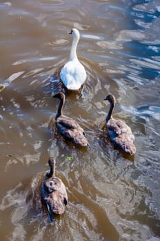 Beautiful swan familiy with nestlings in lake