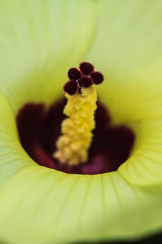 Close up pollen of Hibiscus flowers are a genus of flowering plants in the mallow family