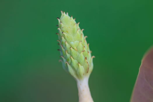 Magnolia utilis flower in forest, wild flower in Thailand