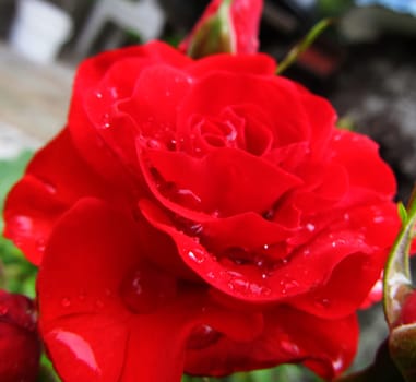  rose