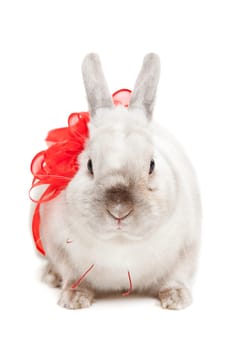 White rabbit with red ribbon isolated on white background