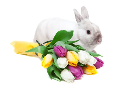 White rabbit with tulips isolated on white background