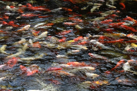 Koi Basin