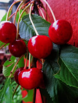 Cherries